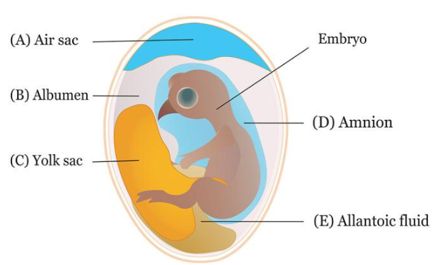 The sites for in ovo inoculation.PNG